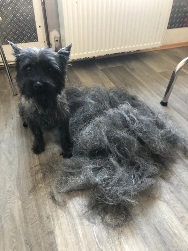 Hundefriseur