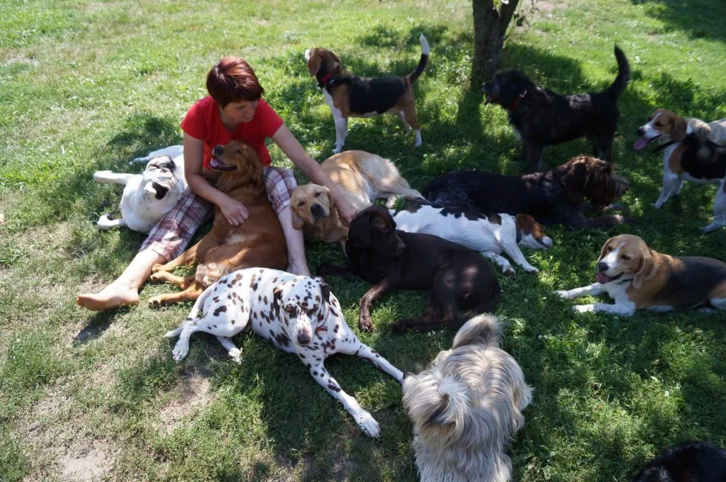 Hunde