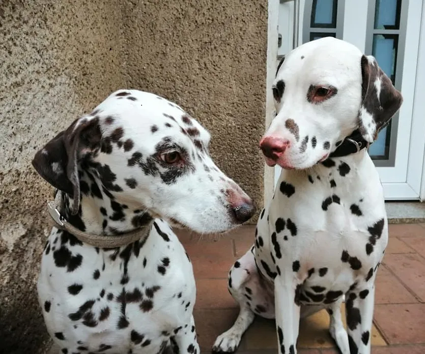 Hunde