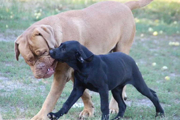 Hunde