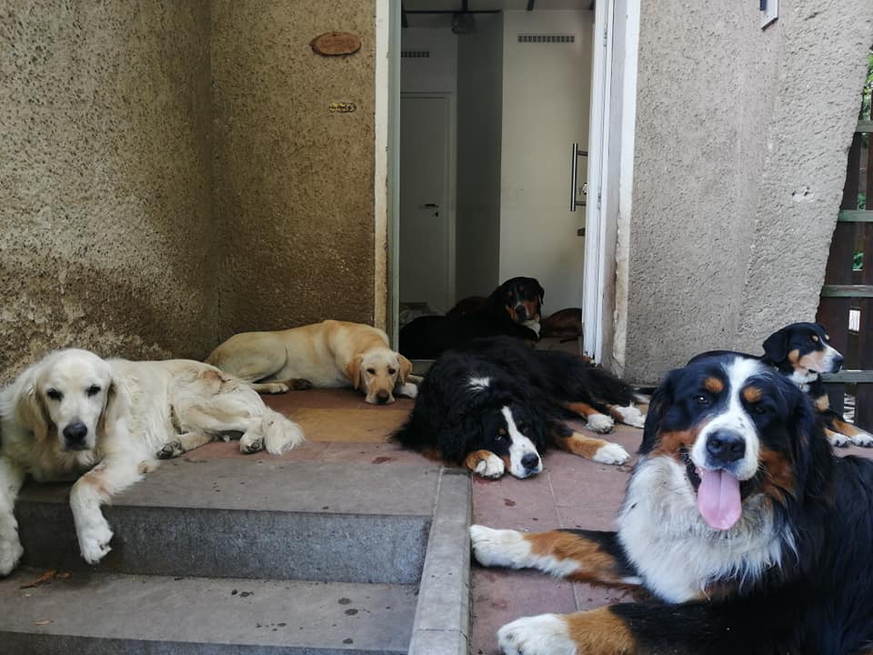 Hunde