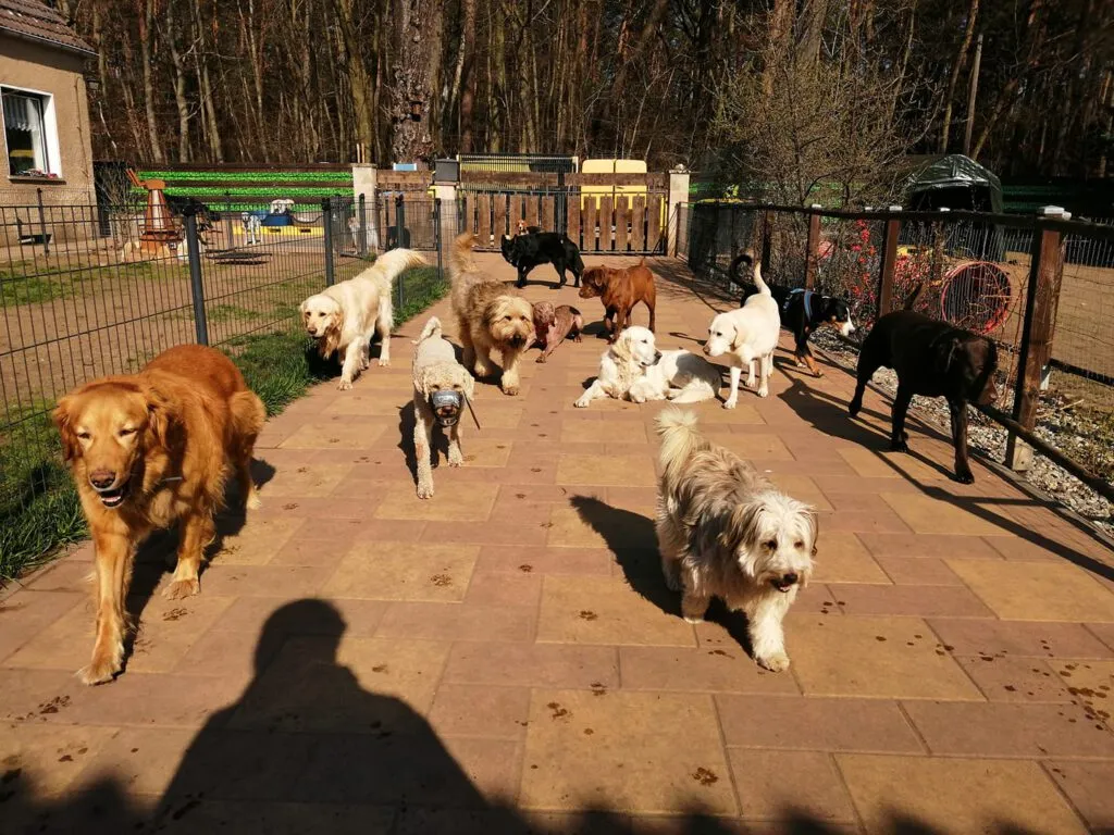 Hunde