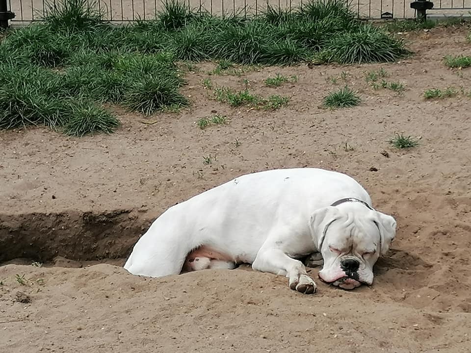 Hund